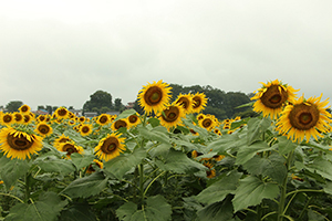 写真：たくさんのひまわりの花