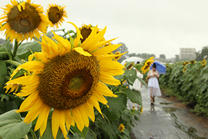 写真：ひまわりの花