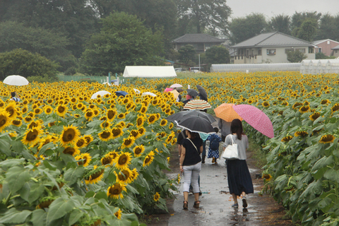 写真：雨のひまわり畑と傘を差したお客さん