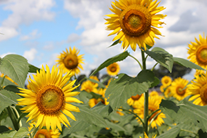 写真：ひまわりの花1