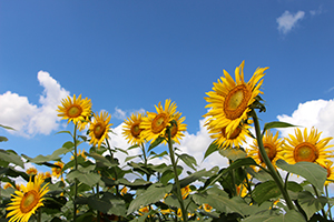 写真：ひまわりの花3