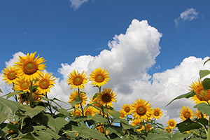 写真：ひまわりの花4