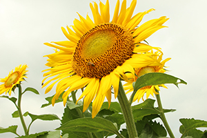 写真：ひまわりの花