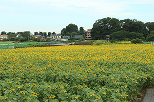 写真：生き残ったひまわり1