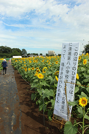 写真：八小二年生が植えたひまわり