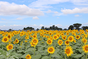 写真：ひまわりの花2