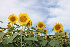 写真：ひまわりの花1