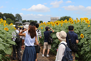 写真：ひまわりとたくさんの人