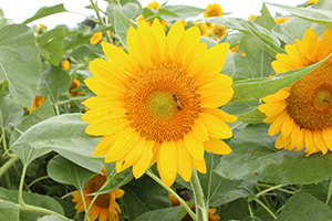 写真：ひまわりの花