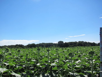 写真：青空とひまわり畑2