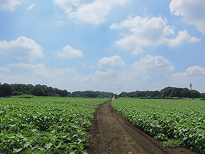 写真：2016年8月5日ひまわり2