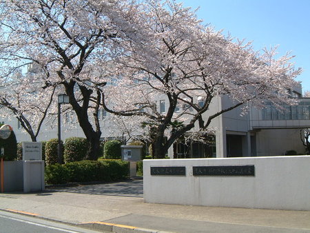 写真：気象衛星センターの桜