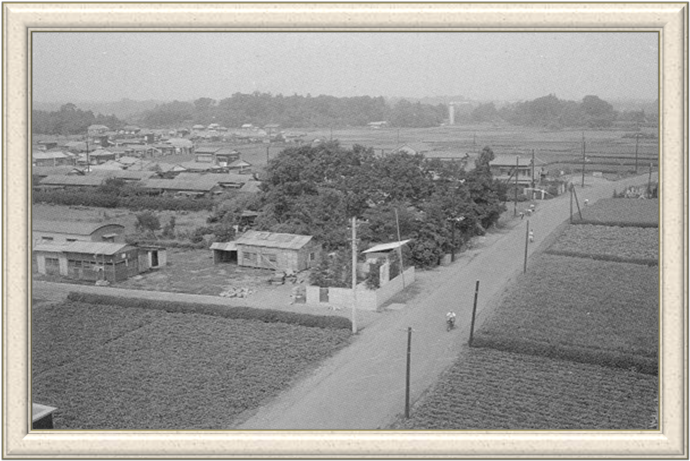 写真：昭和36（1961）年の小金井街道中里方向