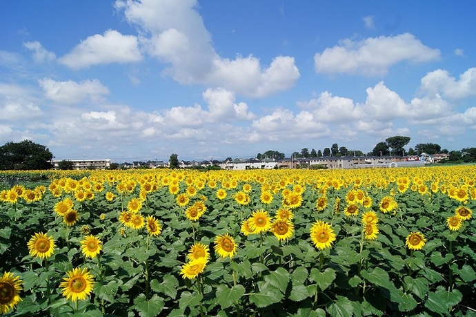 写真：ひまわり畑