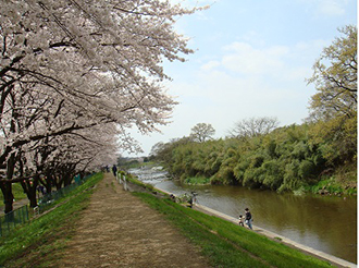 写真：桜と柳瀬川2
