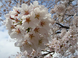 写真：桜の花