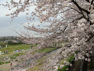 写真：桜と柳瀬川