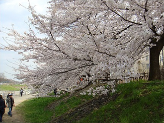 写真：桜並木とその下を歩く人々