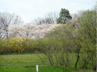 写真：桜と新緑