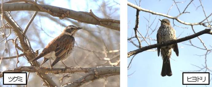 写真：野鳥　左：ツグミ　右：ヒヨドリ