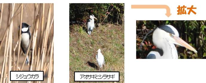 写真：野鳥　1枚目シジュウカラ　二枚目アオサギとシラサギ　三枚目アオサギの拡大写真