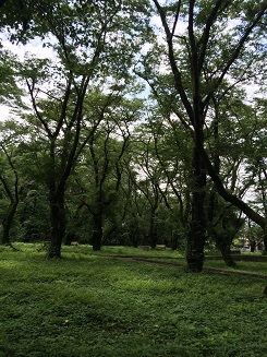 写真：東京病院の桜の園