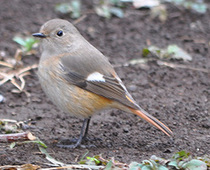 写真：2020年2月16日ジョウビタキのメス