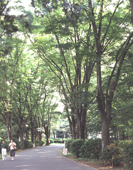 写真：東京病院の桜の園と社会事業大学付近1
