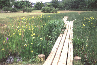 写真：清瀬金山緑地公園2