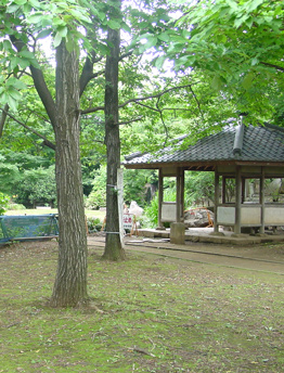 写真：清瀬金山緑地公園3