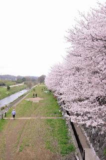 写真：柳瀬川とさくら並木