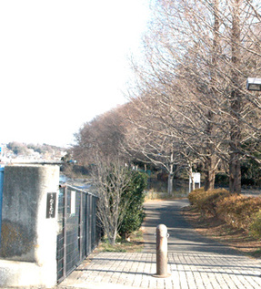 写真：空堀川と中里緑地保全地域2