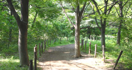 写真：松山緑地保全地域1