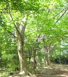 写真：松山緑地保全地域4