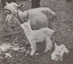 写真：昭和41年の「町報きよせ」に掲載された雑木林のヤギ