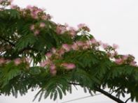 写真:植物4