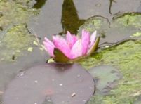 写真:植物5