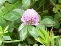写真:植物6