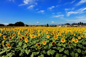 写真：2017年ひまわりフェスティバル