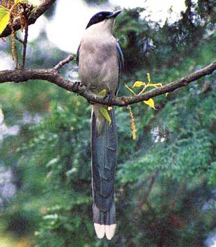 写真：市の鳥【オナガ】