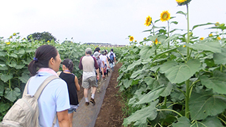 写真：第1回清瀬さんぽ　ひまわりフェスティバル