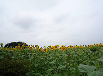 写真：ひまわりフェスティバル