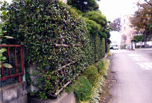 写真:生垣
