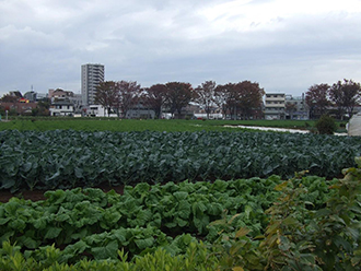 写真：第2回清瀬さんぽ　途中の畑
