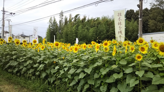 ひまわり柳瀬川沿い