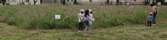 写真：コスモス畑でお花摘み