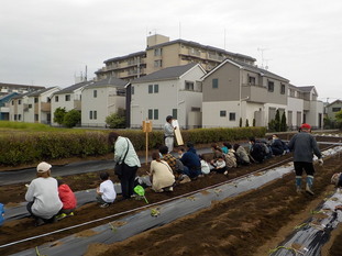 苗植え