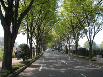 写真：けやき通りの風景