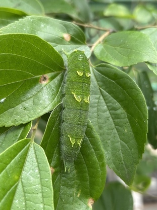 オオムラサキ幼虫