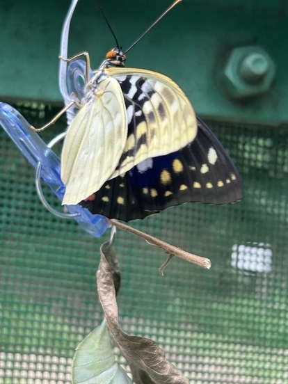 hanegahirakanai
